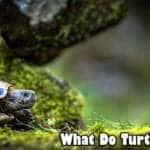 What Do Turtles Eat?