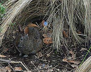 what do volcano rabbits eat?