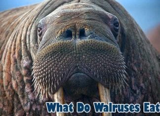 What Do Walruses Eat?