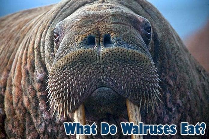 What Do Walruses Eat?