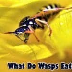 What Do Wasps Eat?