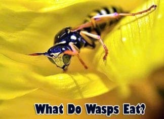 What Do Wasps Eat?