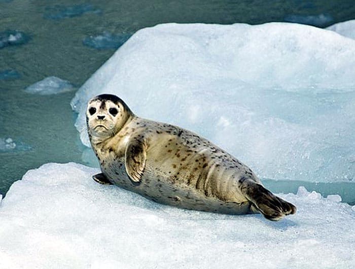 What do Weddell Seals eat?