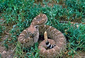 what do western diamondback rattlesnakes eat?