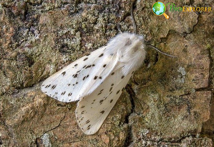 What Do White Ermine Moths Eat?