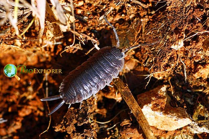 What Do Wild Pill Bugs Eat?