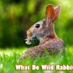 what do wild rabbits eat?