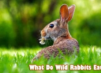 what do wild rabbits eat?