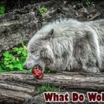 What do wolves eat?