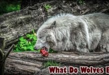 What do wolves eat?