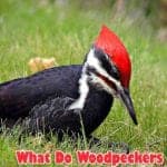 What Do Woodpeckers Eat?