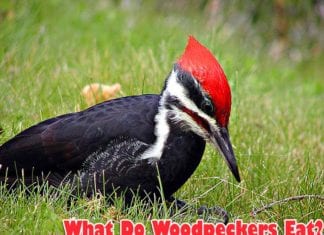 What Do Woodpeckers Eat?