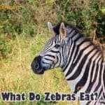 What Do Zebras Eat?