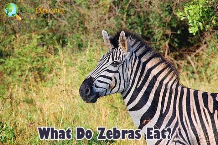 What Do Zebras Eat?