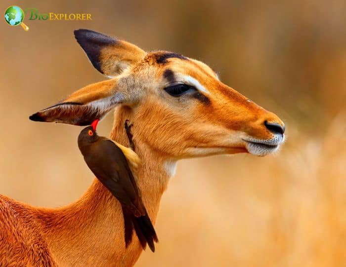 what does a red-billed oxpecker do?