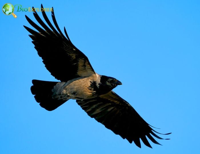 what does the hooded crow symbolize?