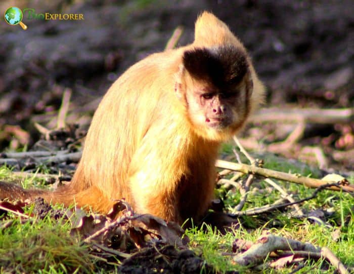 What Eats Guianan Brown Capuchins?