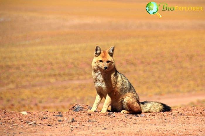 What Eats Alpacas? (Foxes)