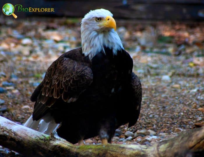 What Eats Black Vultures?