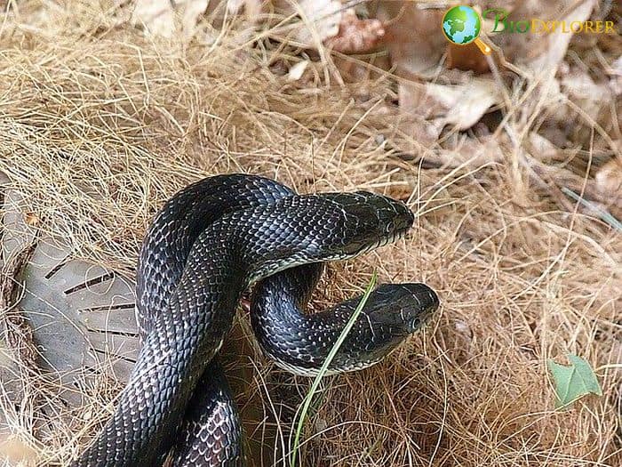 What Eats Cardinals? (Black Rat Snakes)