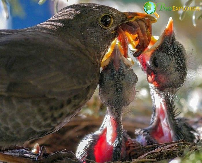 What Eats Earthworms Birds