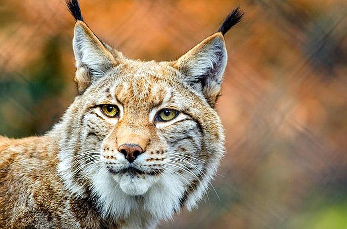 What Eats Ferrets? Bobcats