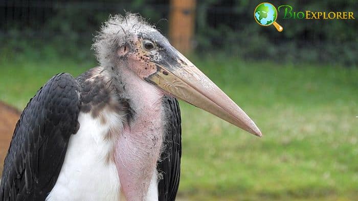 What Eats Flamingos? Marabou Storks