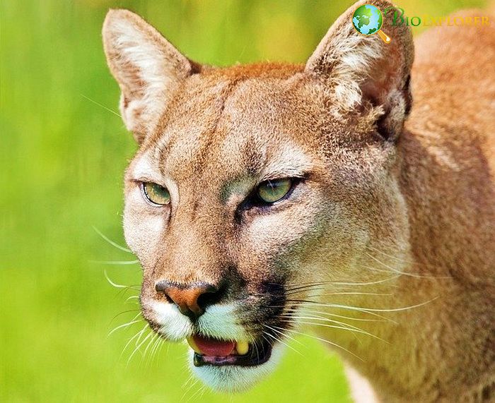 What Eats Foxes? (Mountain Lion)