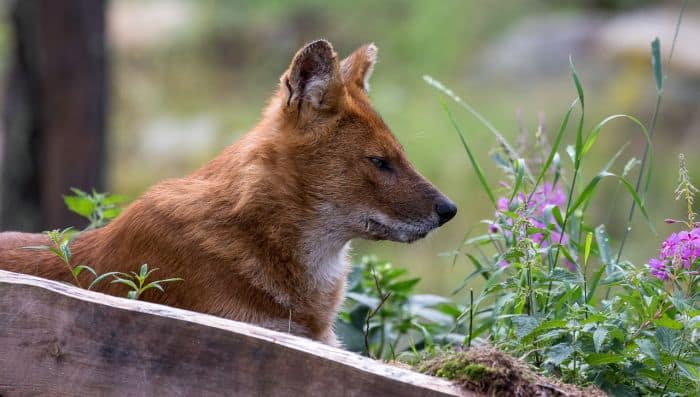 What Eats Gees Golden Langur? Asiatic Wild Dogs