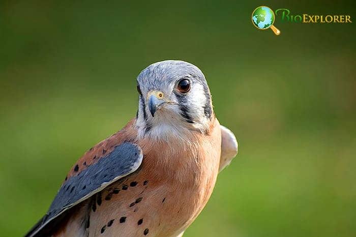 What Eats Goldfinches American Kestrels?