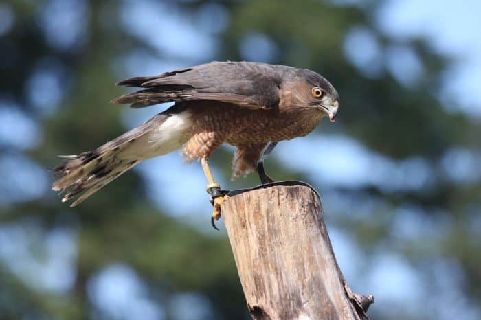 What Eats Great Tailed Grackles Coopers Hawk?