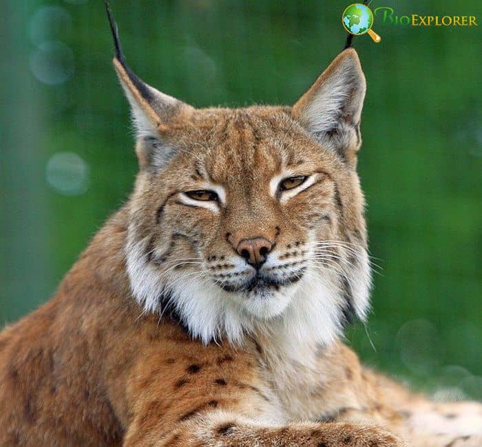 What Eats Porcupines? (Bobcats)