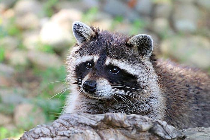 What eats Sparrows? Raccoons