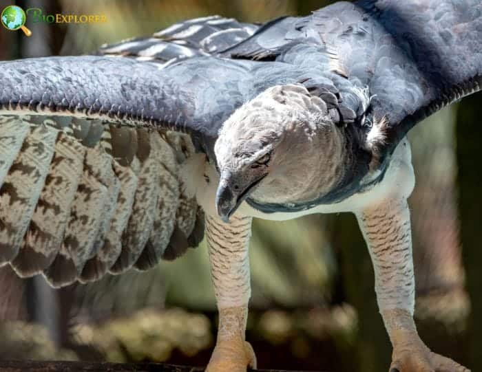 What Eats Spider Monkeys? (Harpy Eagles)