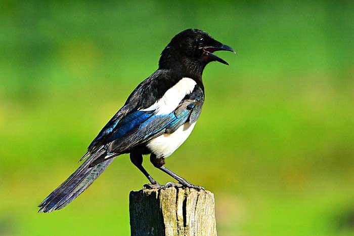 What eats wasps? Magpies