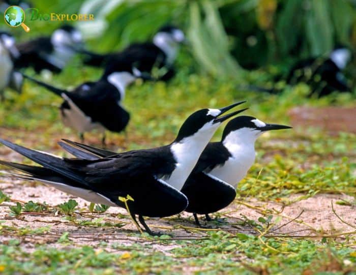 what fish do sooty terns eat??