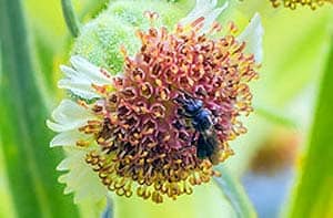 What Hawaiian Yellow-faced Bees Eat?