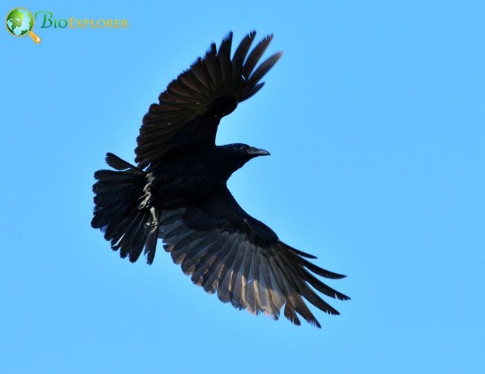 what is a fisher crow?