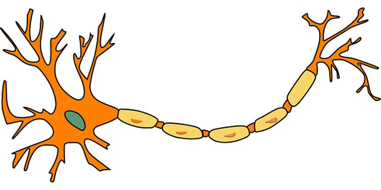 What is a Neuron?