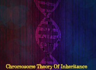 What is the chromosome theory of inheritance?