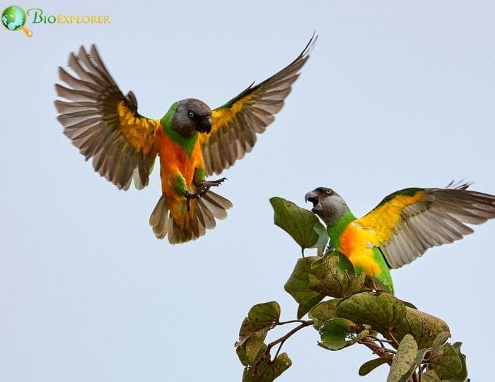 what is the conservation status of the senegal parrot?