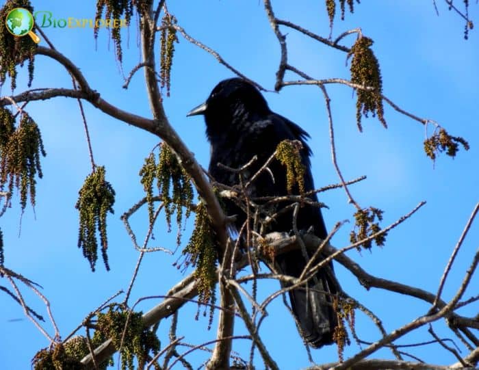 what is the difference between a crow and a fish crow?