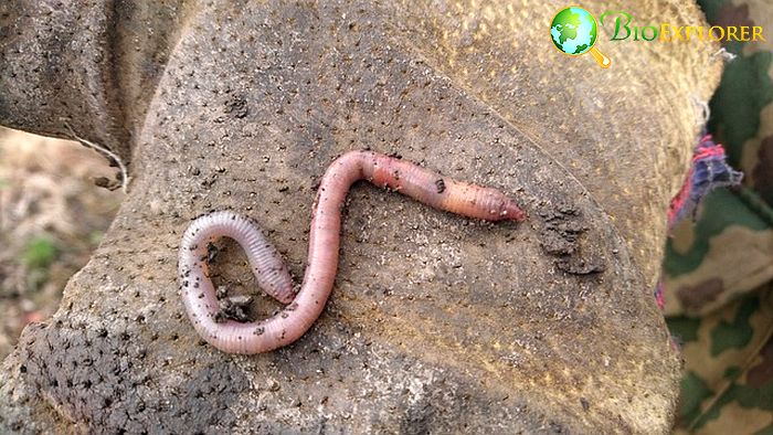 When Do Earthworms Eat