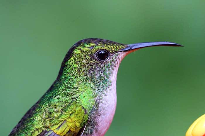 when do hummingbirds eat?