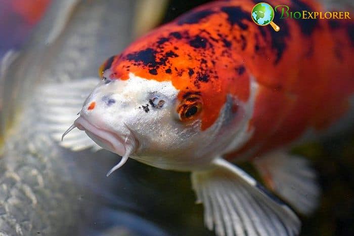 When Do Koi Fish Eat?