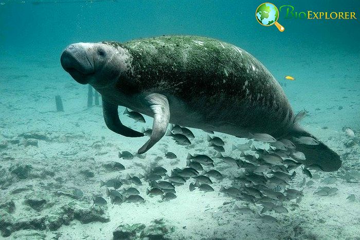 When Do Manatees Eat?