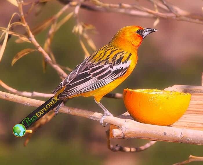 When Do Orioles Eat?