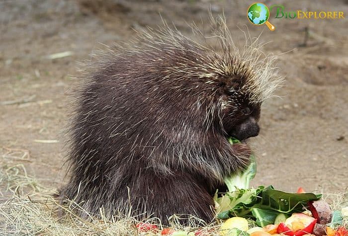 When Do Porcupines Eat?