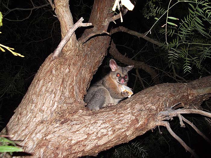 When Do Possums Eat?