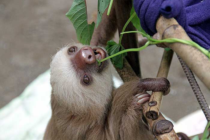 When do sloths eat?